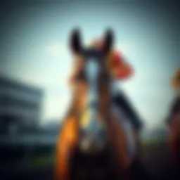 Comprehensive guide to horse racing principles