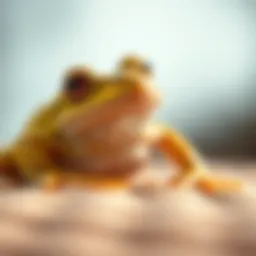 Symbolic representation of a frog dream