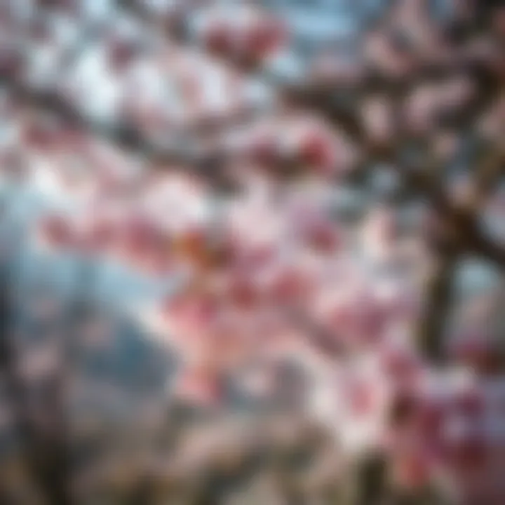 Spring blossoms in Gyeongju, perfect for travelers